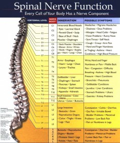 chiropractic-spinal-nerve-chart-functions